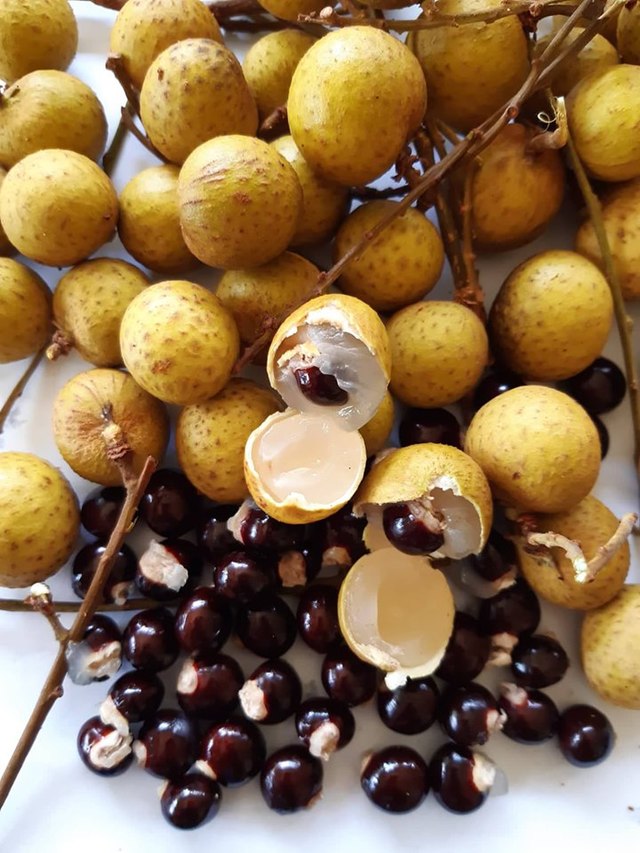 Longan