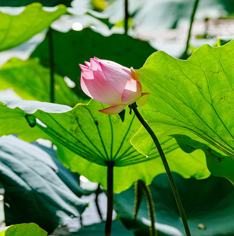 Lotus