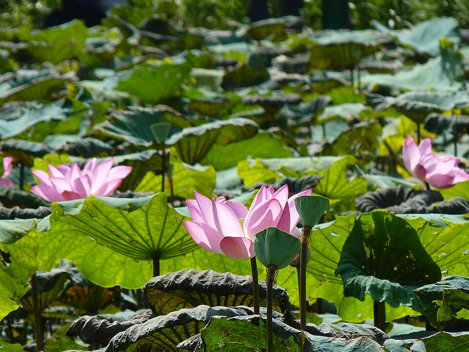 Lotus