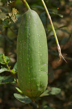 Luffa