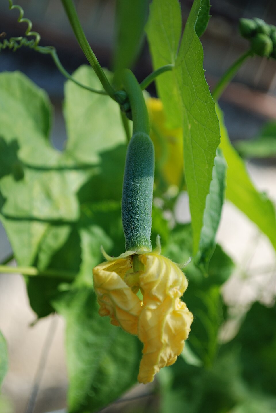 Luffa