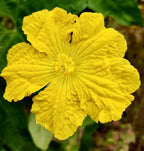 Luffa