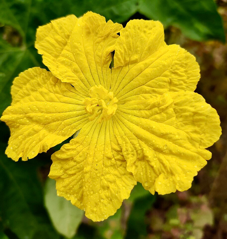 Luffa