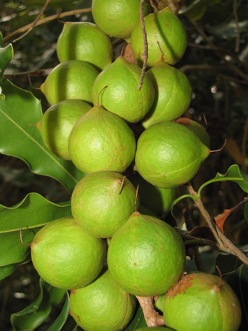 Macadamia