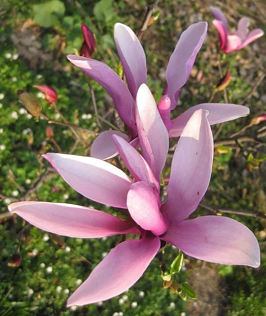 Magnolia