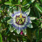 Passion fruit