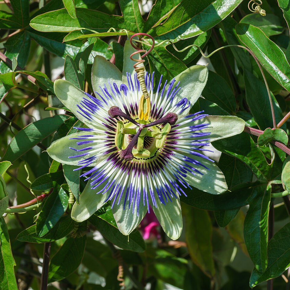 Passion fruit