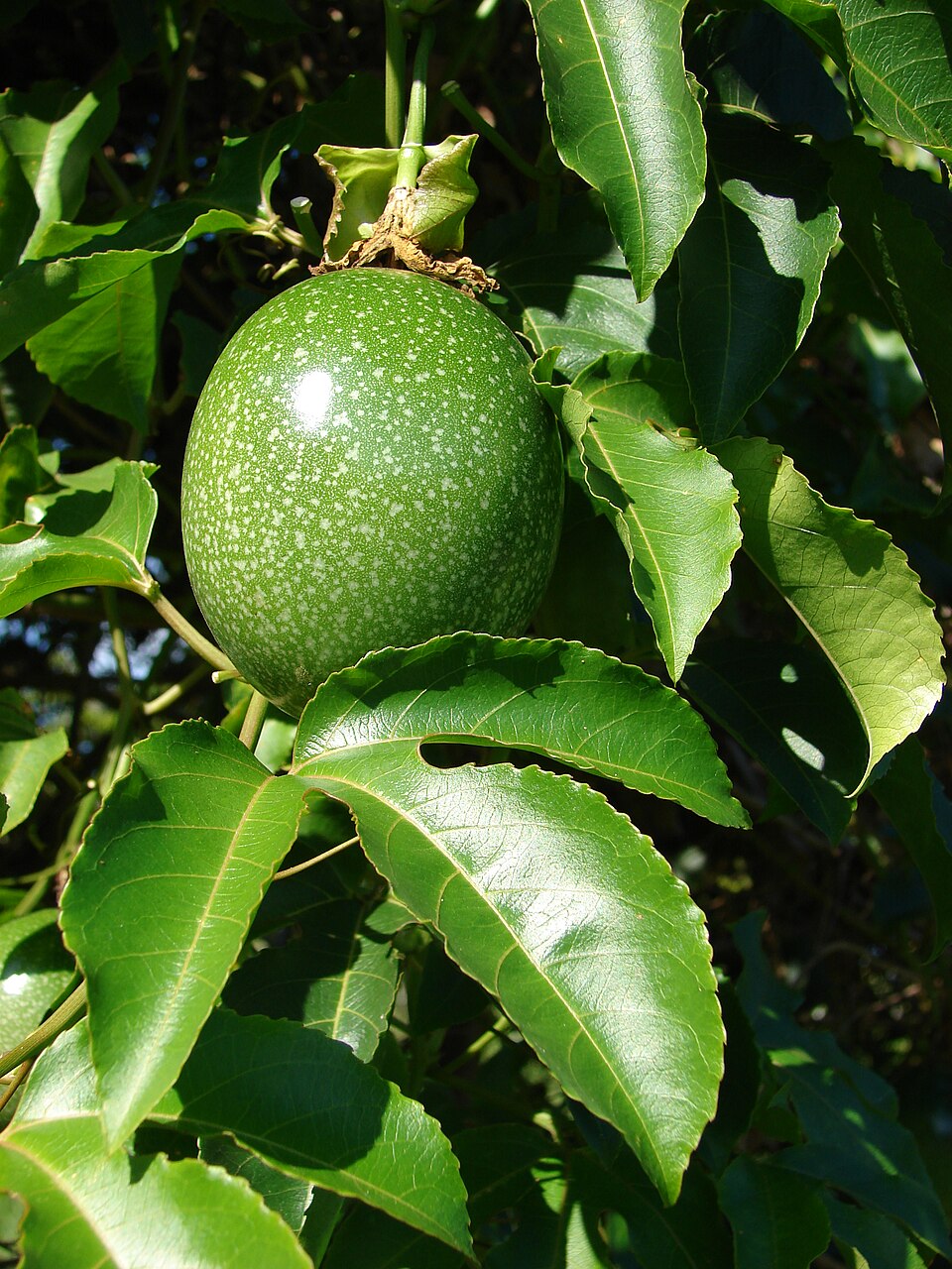 Passion fruit