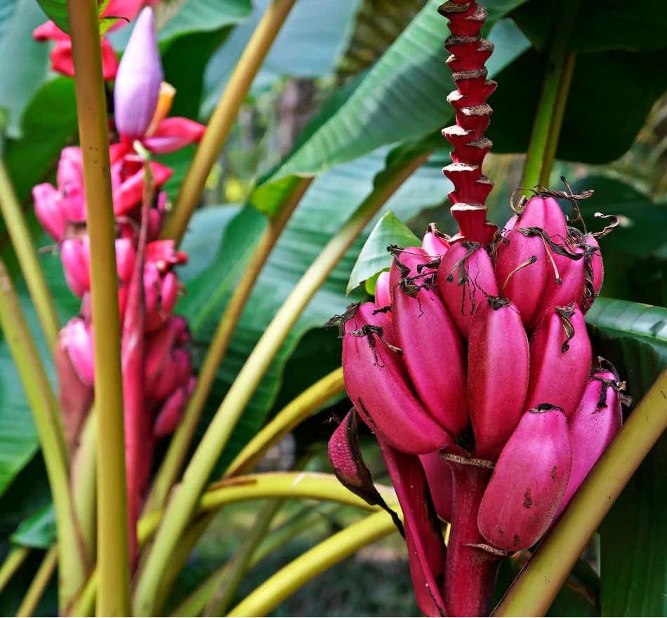 Pinke Banane