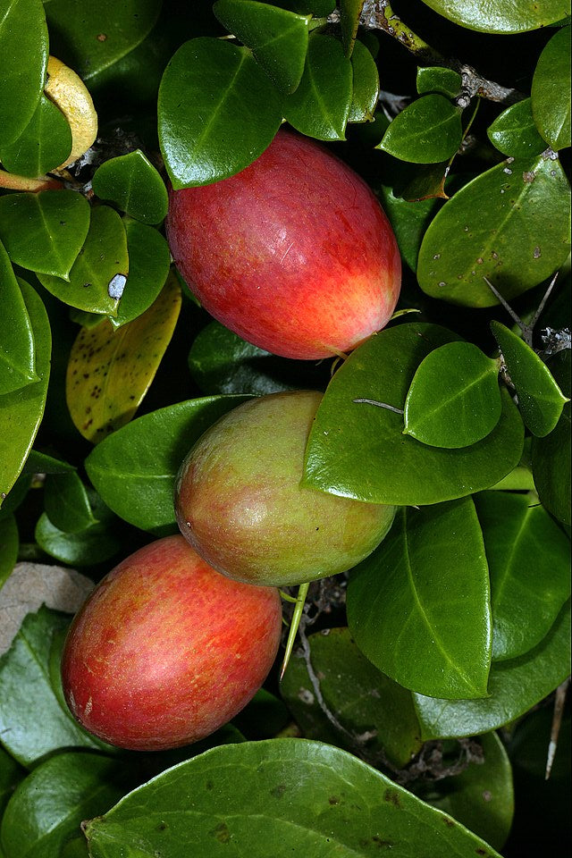 Natal plum