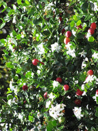 Natal plum
