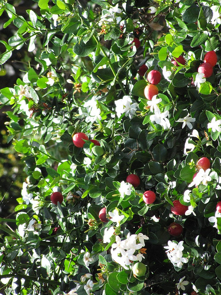 Natal plum
