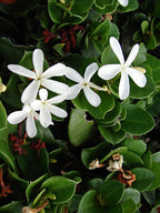 Natal plum