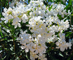 Oleander