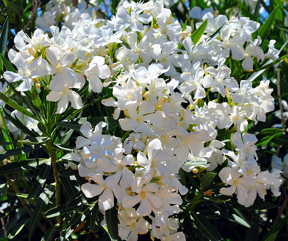 Oleander
