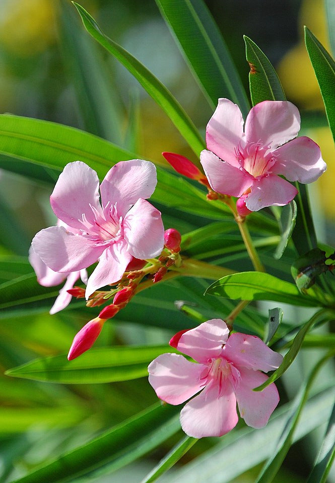 Oleander