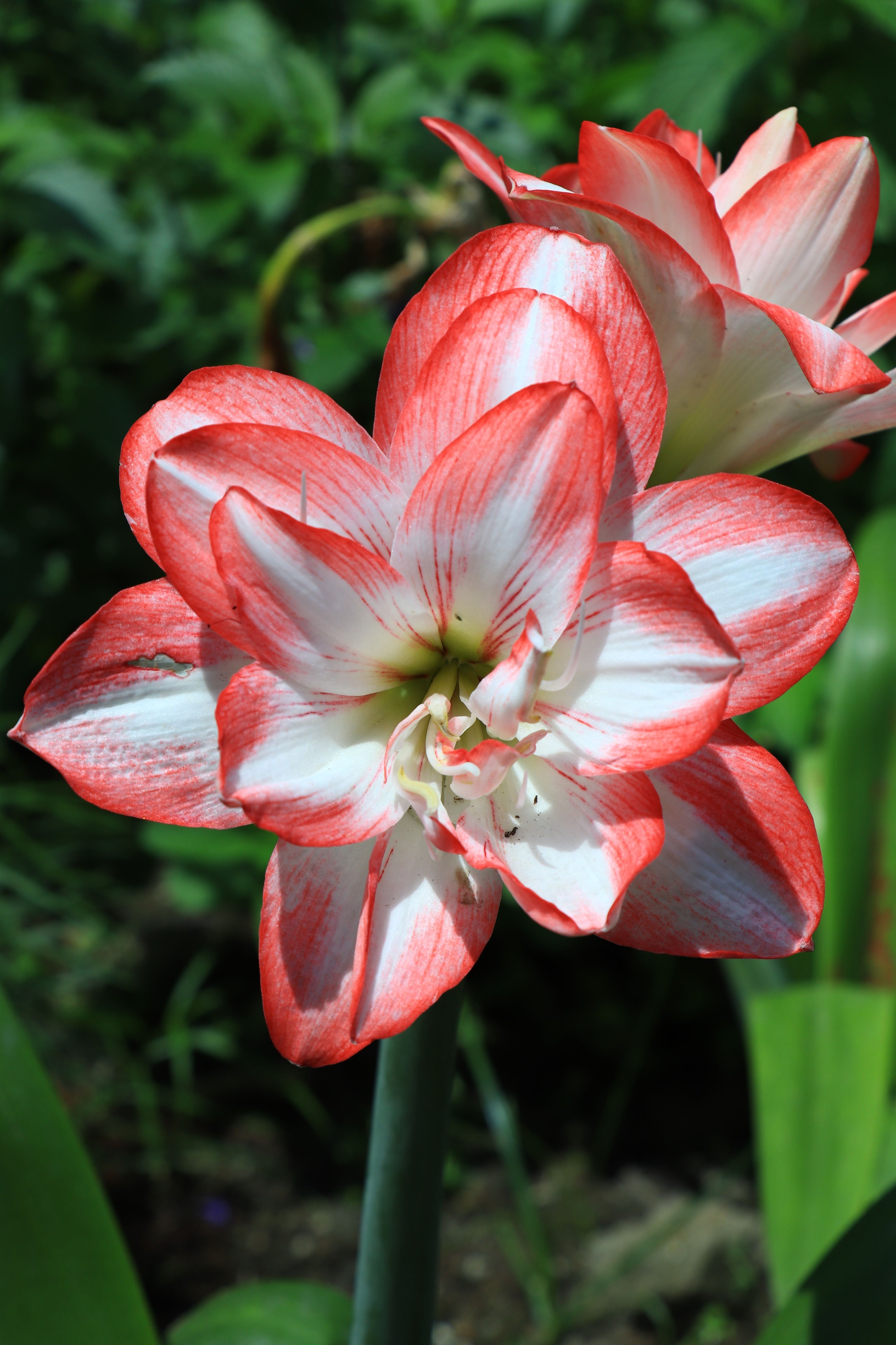 Amarilis