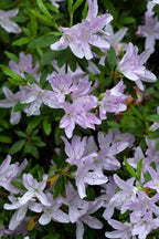 Azalea