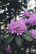 Azalea