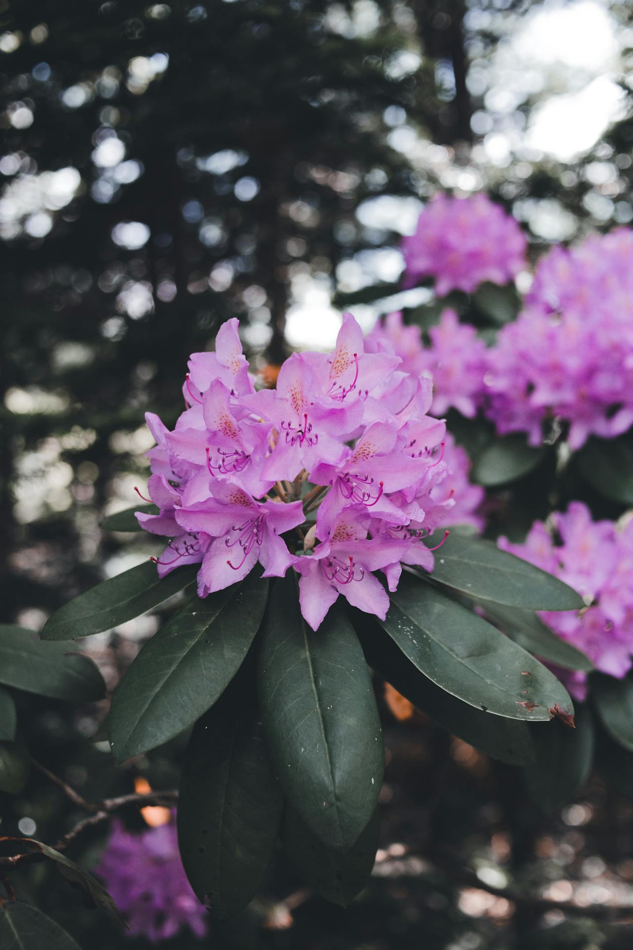 Azalea