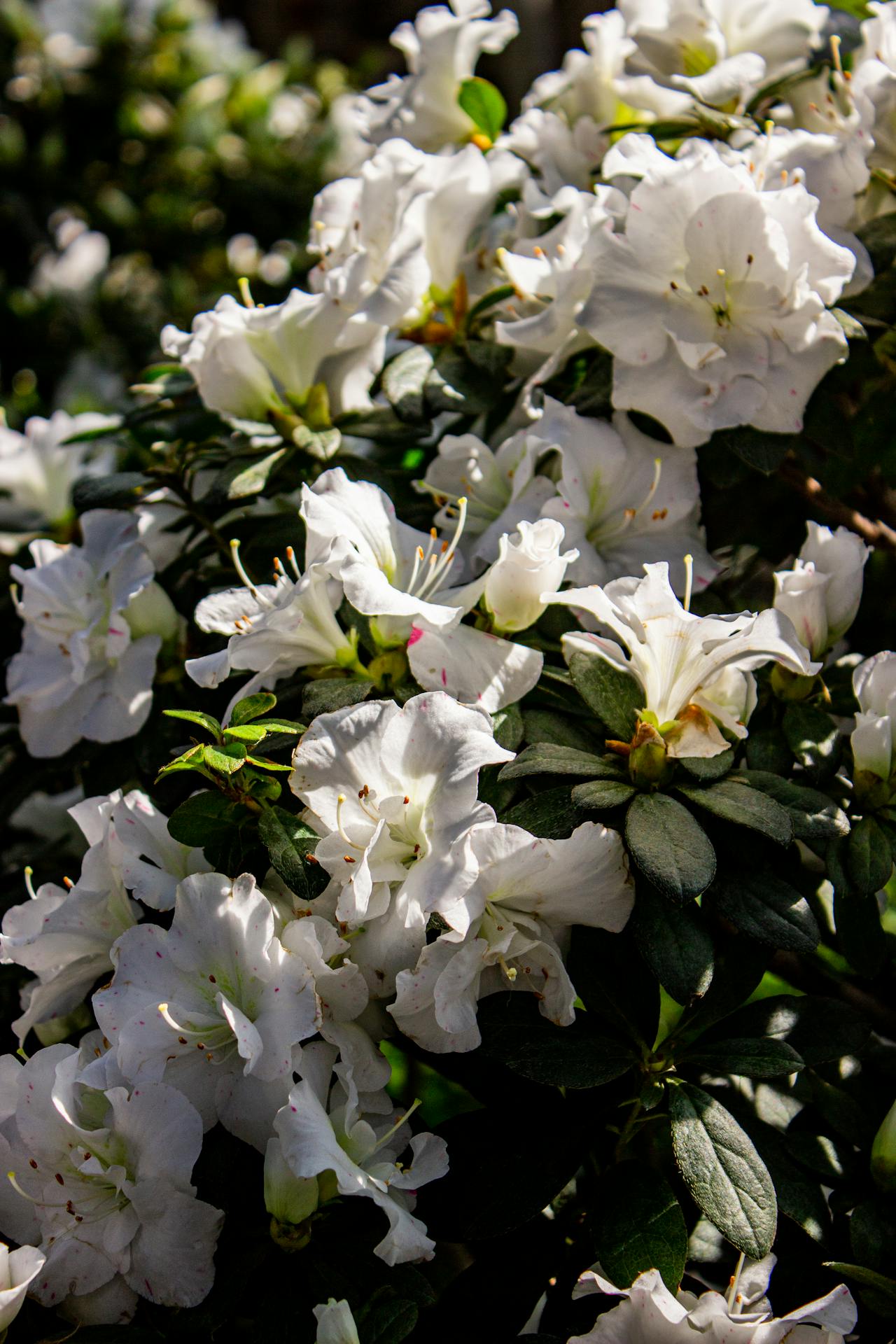 Azalea