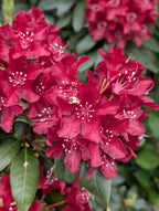 Azalea