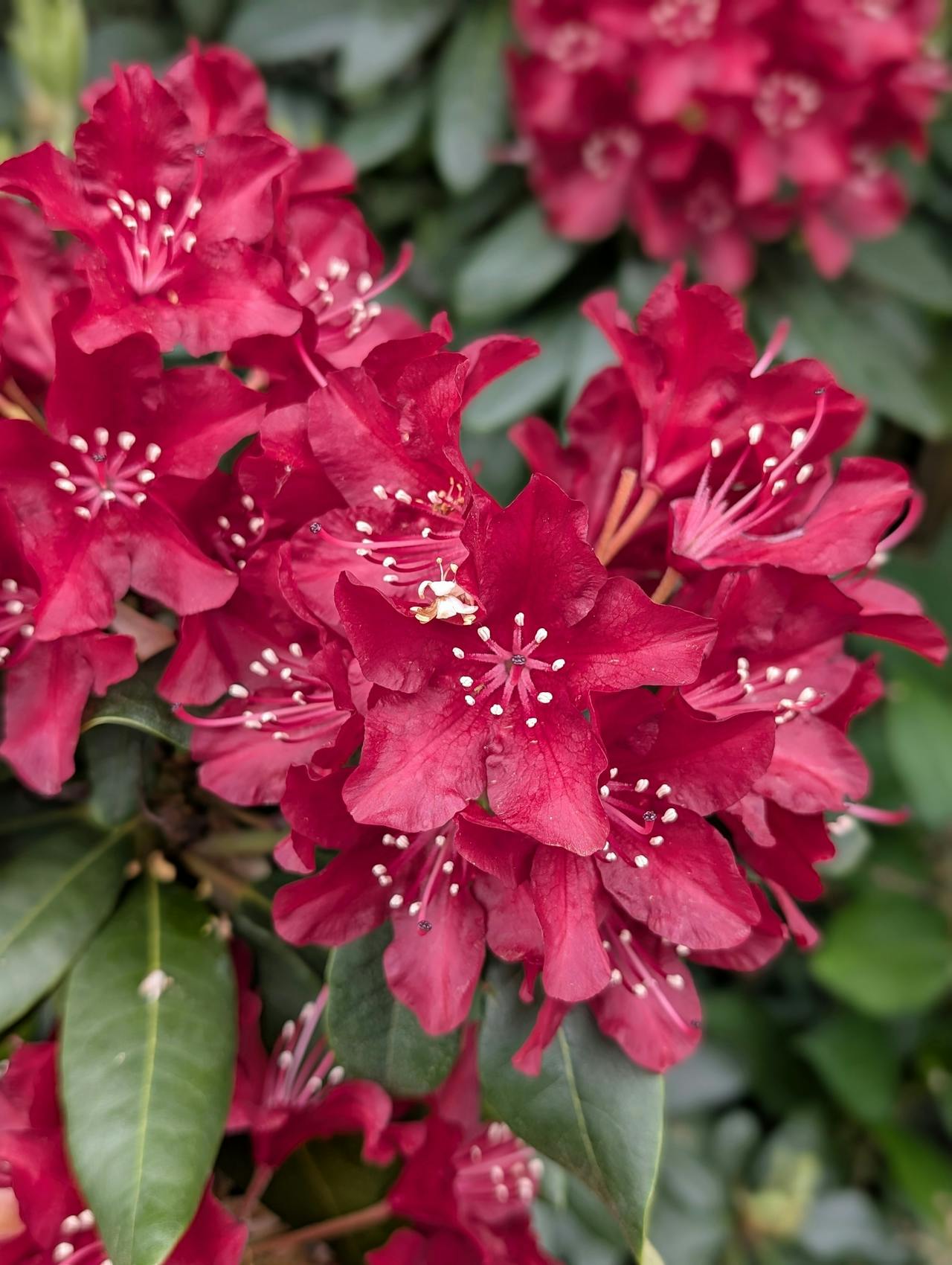 Azalea