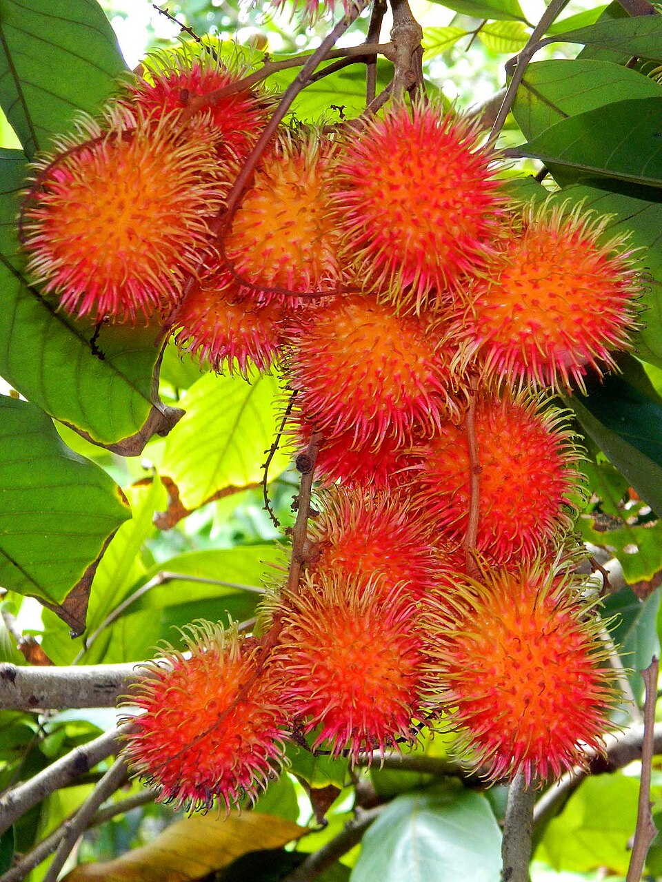 Rambutan