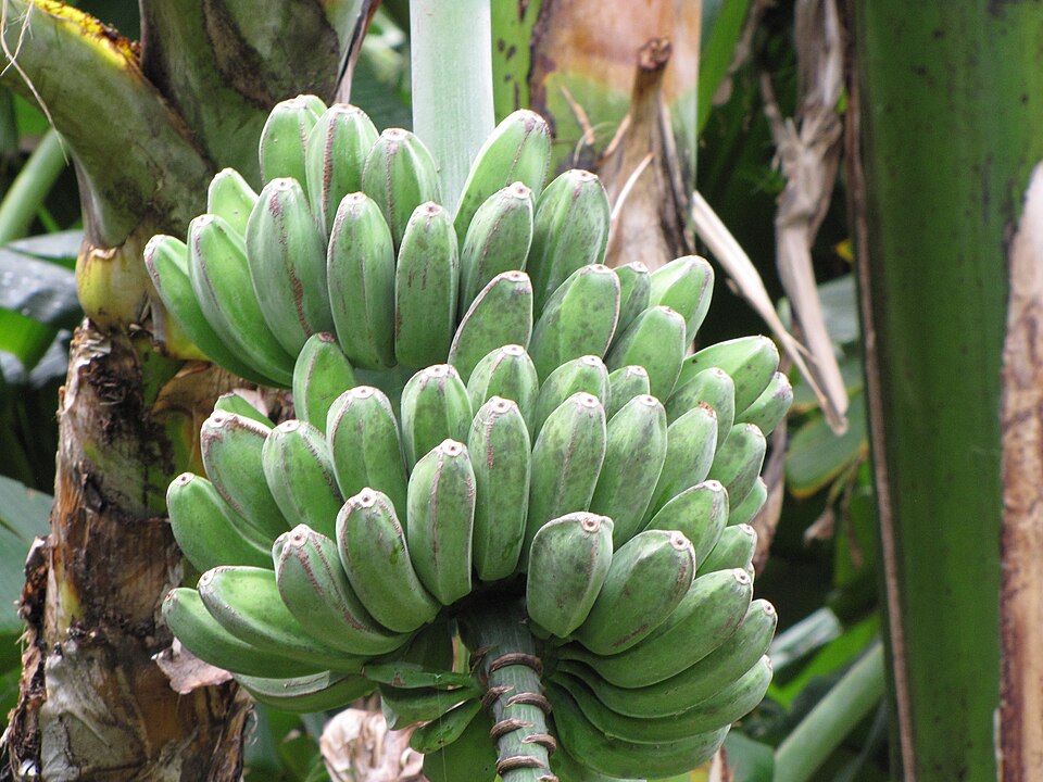 Plátano macho saba