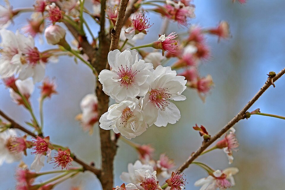 Sakura