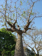 Palo borracho