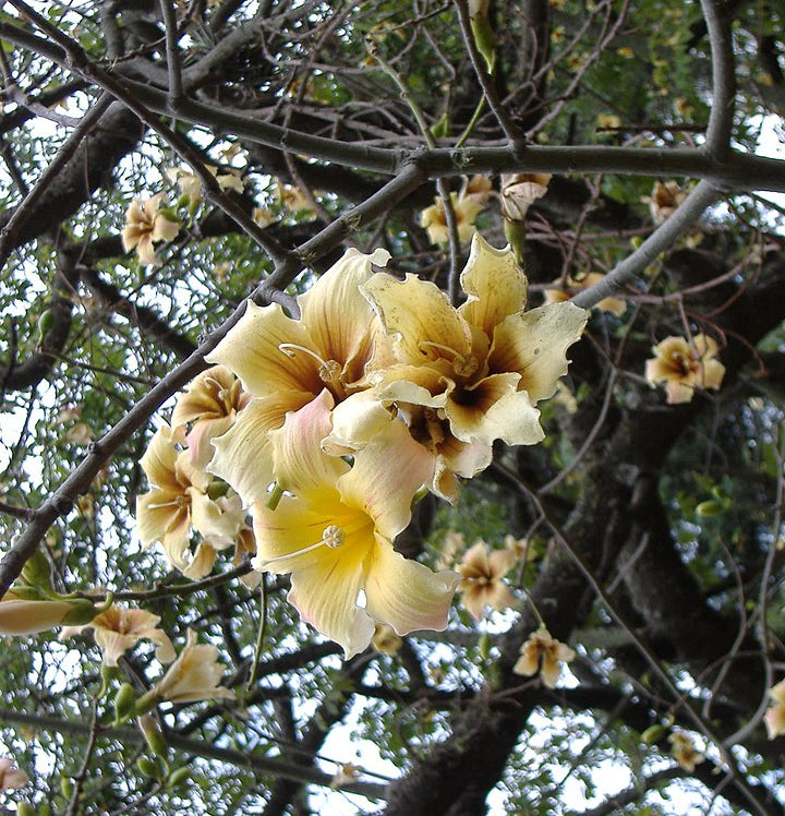 Südamerikanischer Flaschenbaum