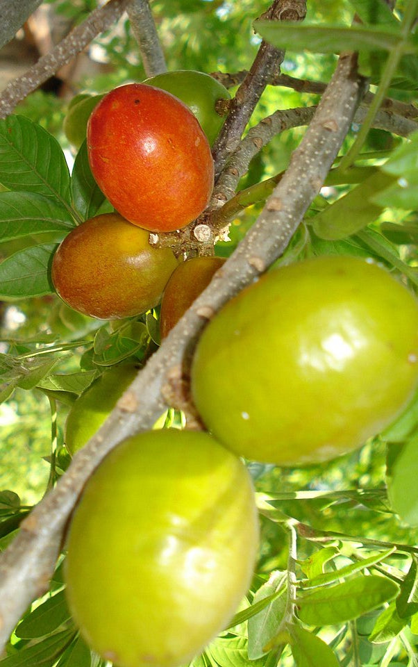 Hog plum