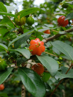 Surinam cherry
