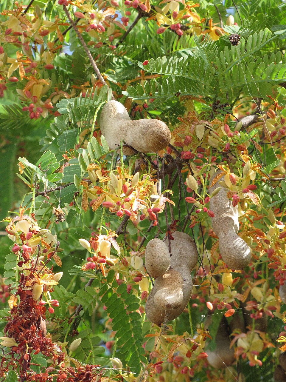 Tamarinde