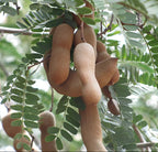 Tamarinde