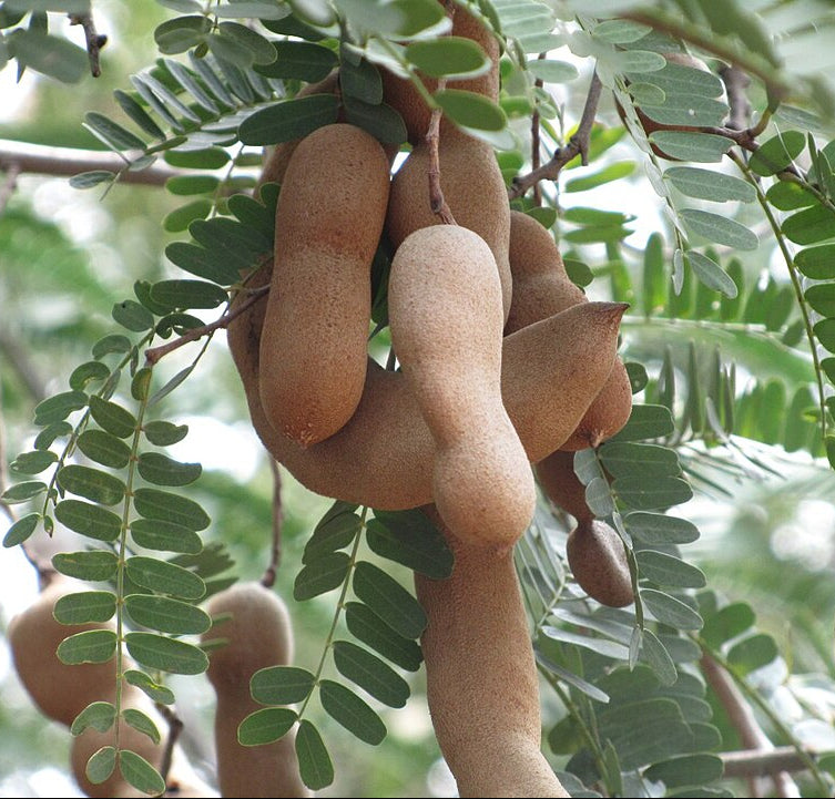 Tamarinde