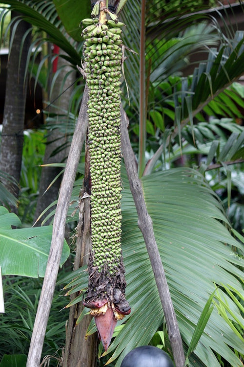 Banane Thousand Finger