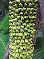 Banane Thousand Finger