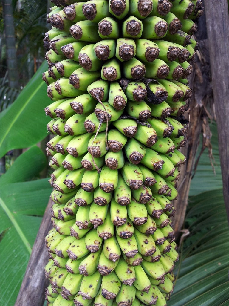 Plátano mil dedos