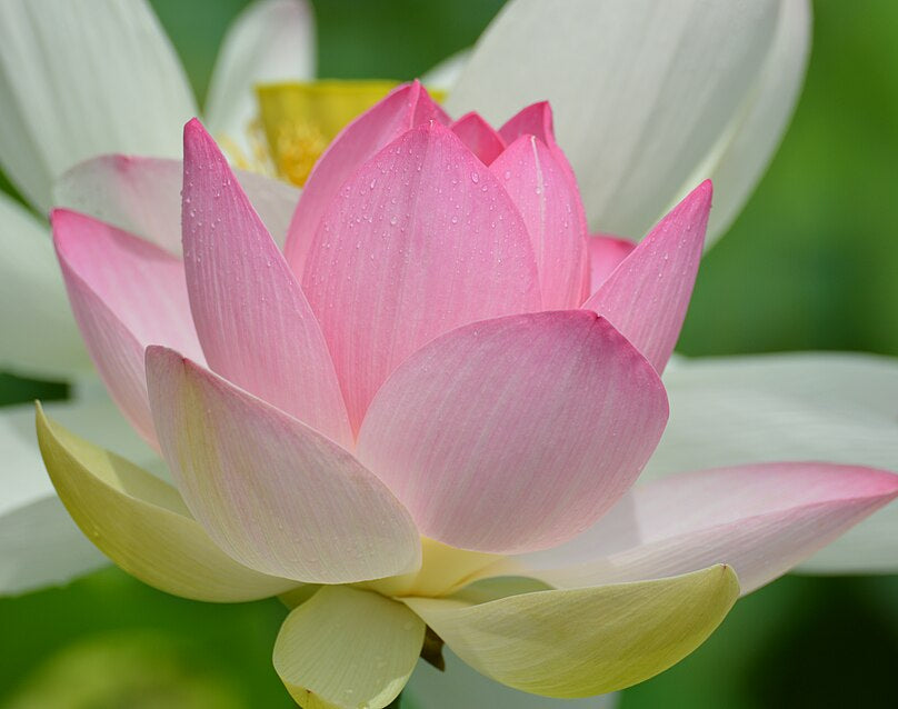 Lotus