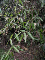 Ubajay